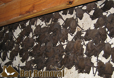 Bat Removal - Pest Management Services In Orlando & Tampa, FL